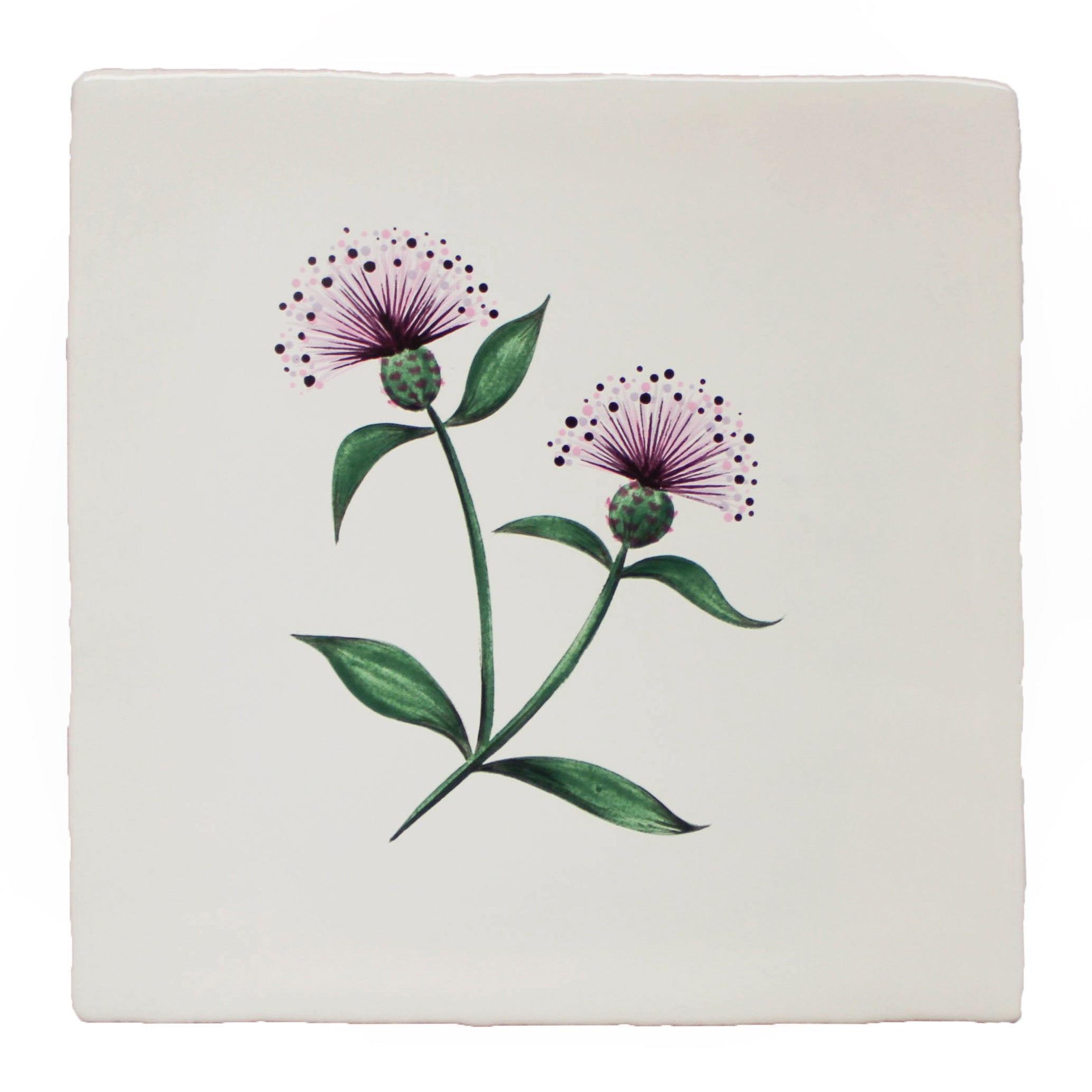 Cornish Meadow Knapweed
