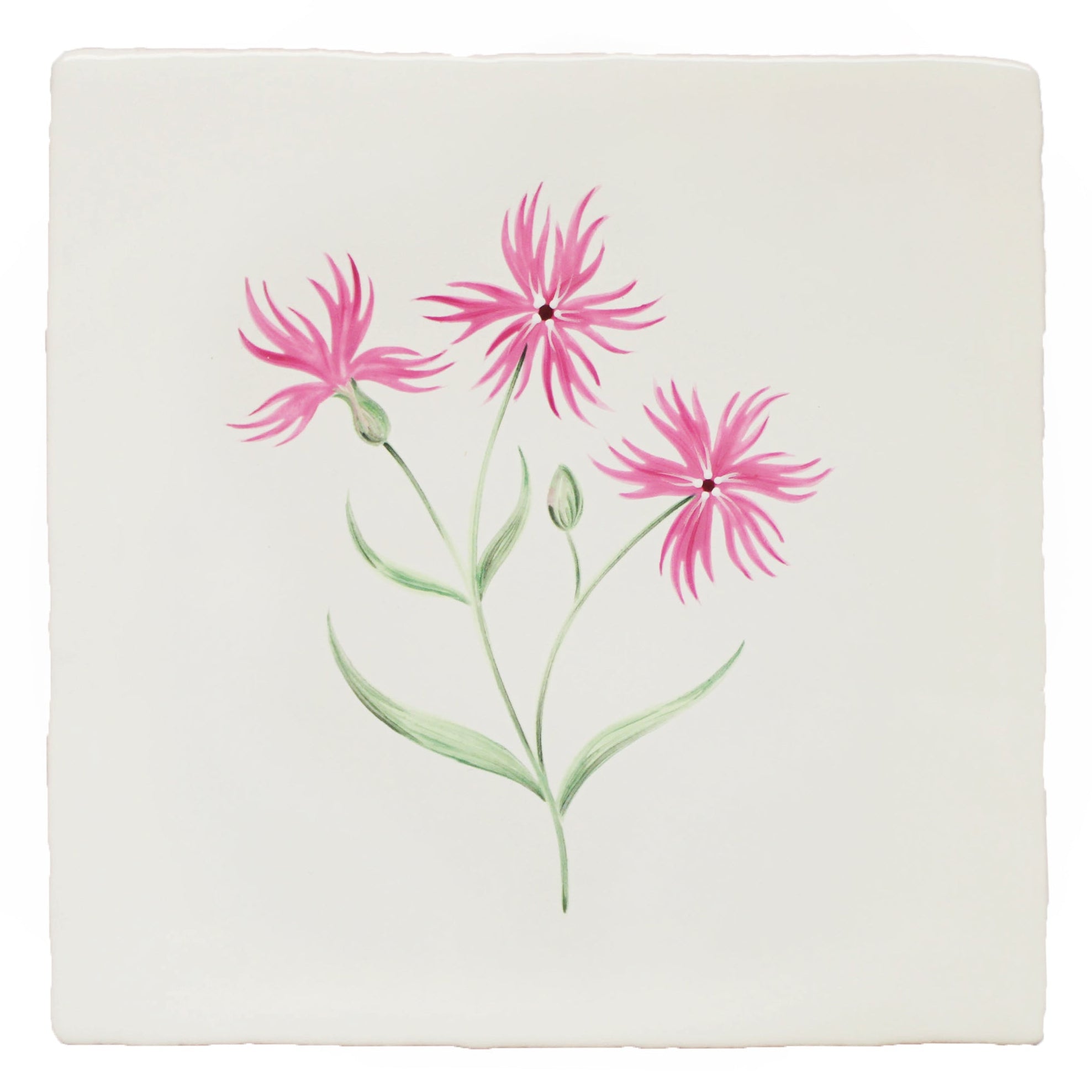 Cornish Meadow Ragged Robin