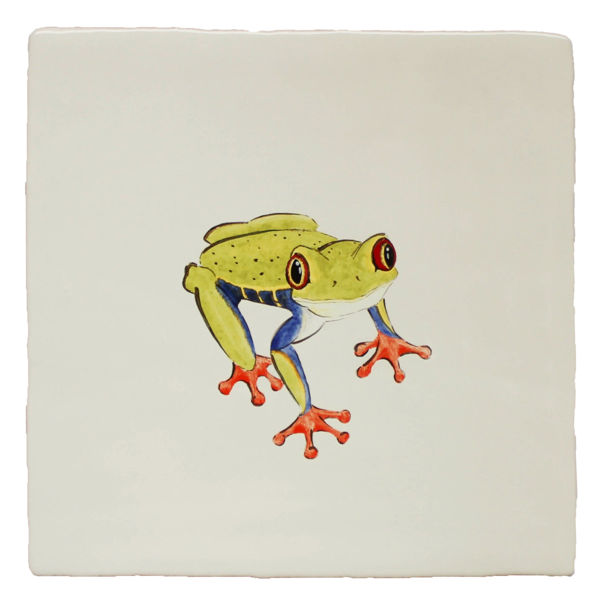 Red Eye Tree Frog (right)