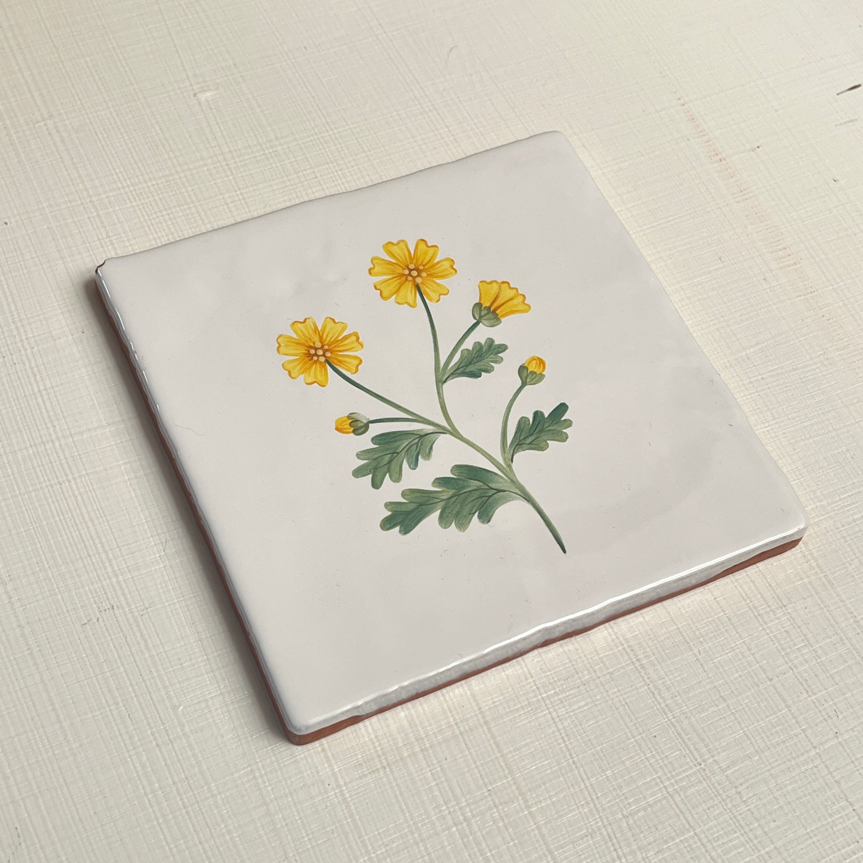 Seconds - Cornish Meadow Marigold