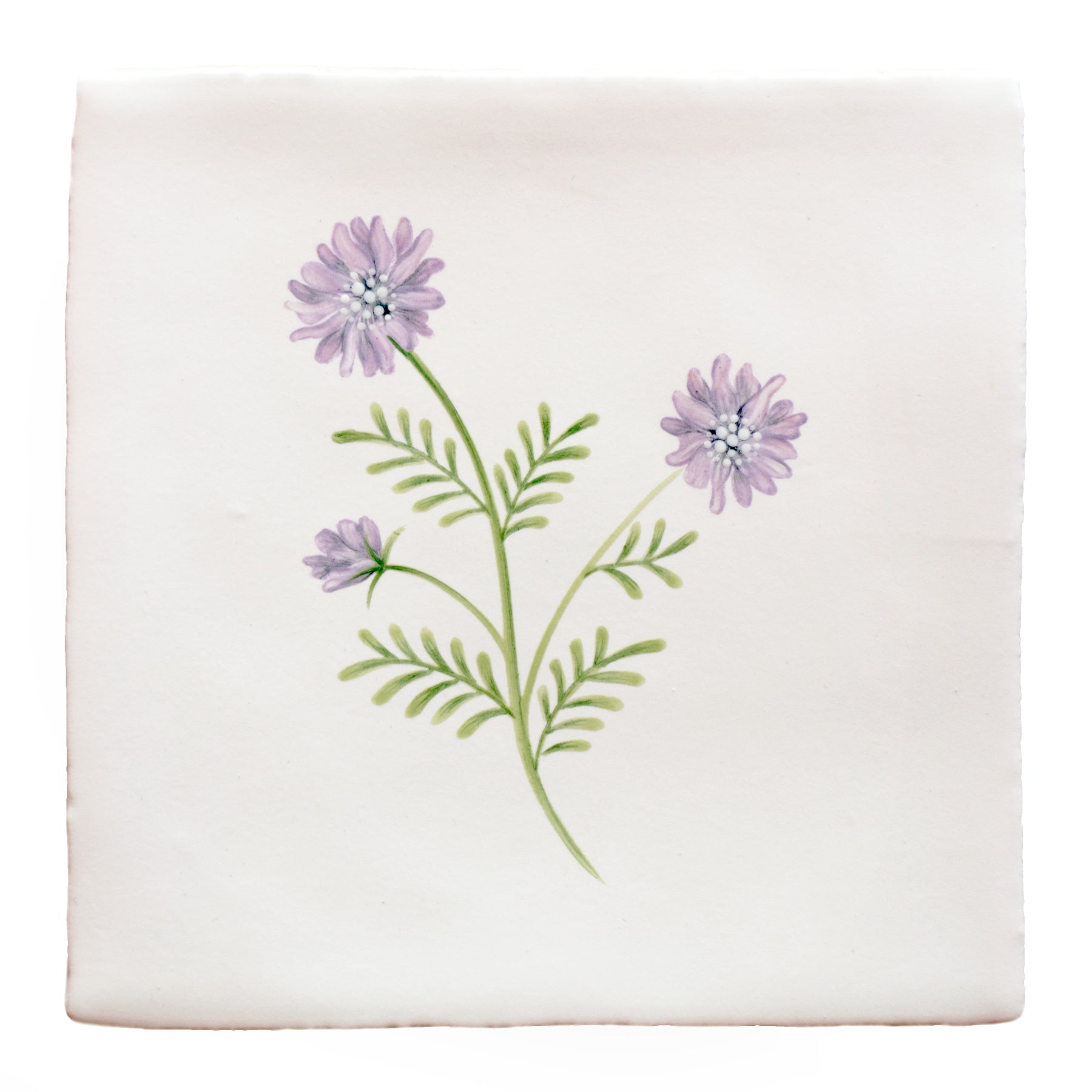 Cornish Meadow Field Scabious