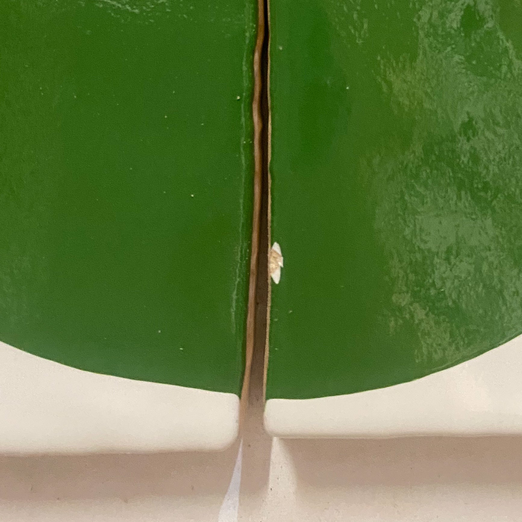Seconds - Arc Clover on English