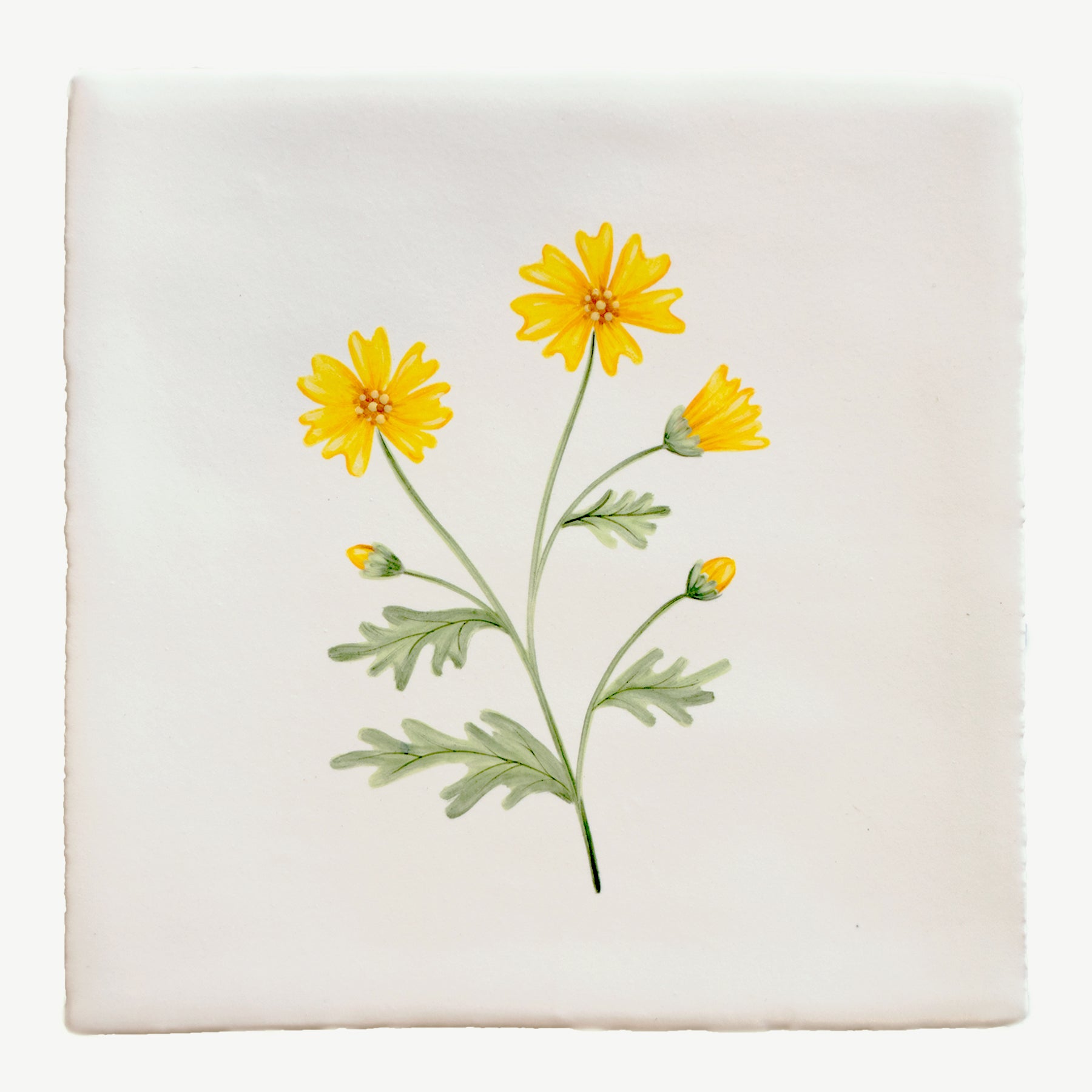 Cornish Meadow Corn Marigold