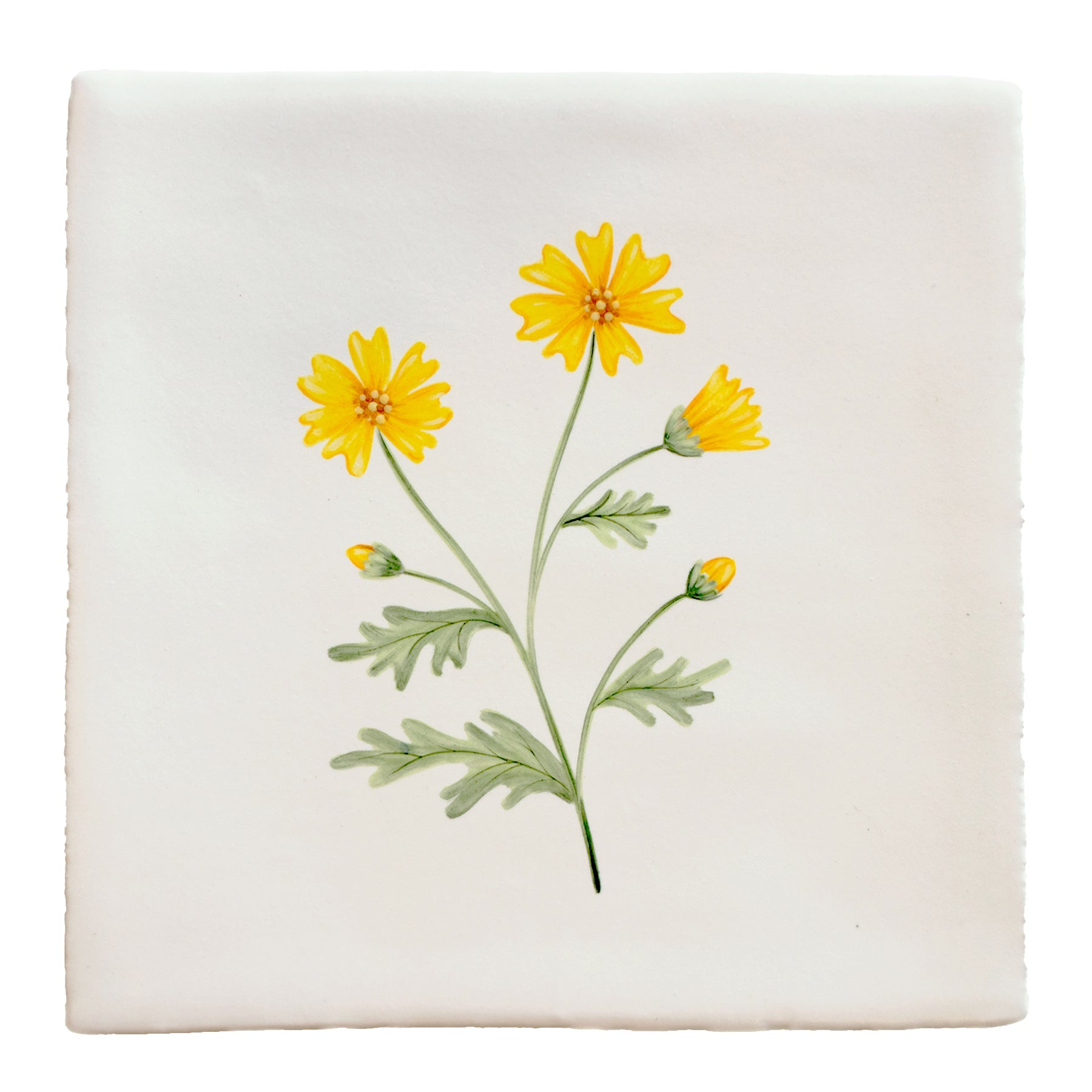 Cornish Meadow Corn Marigold