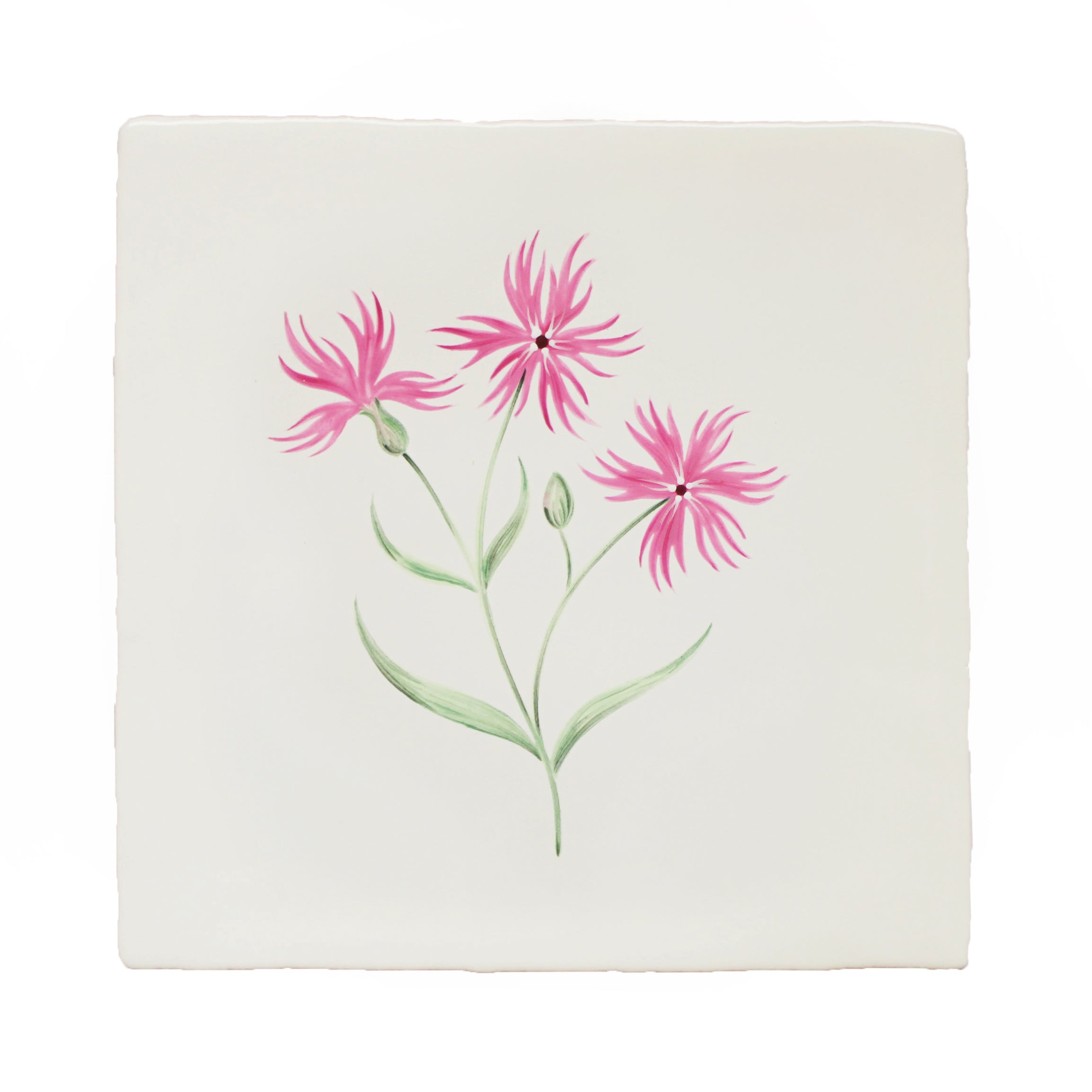 Cornish Meadow Ragged Robin