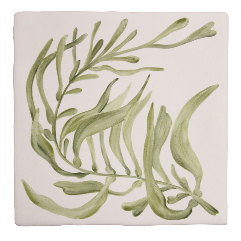 Giant Kelp Seaweed