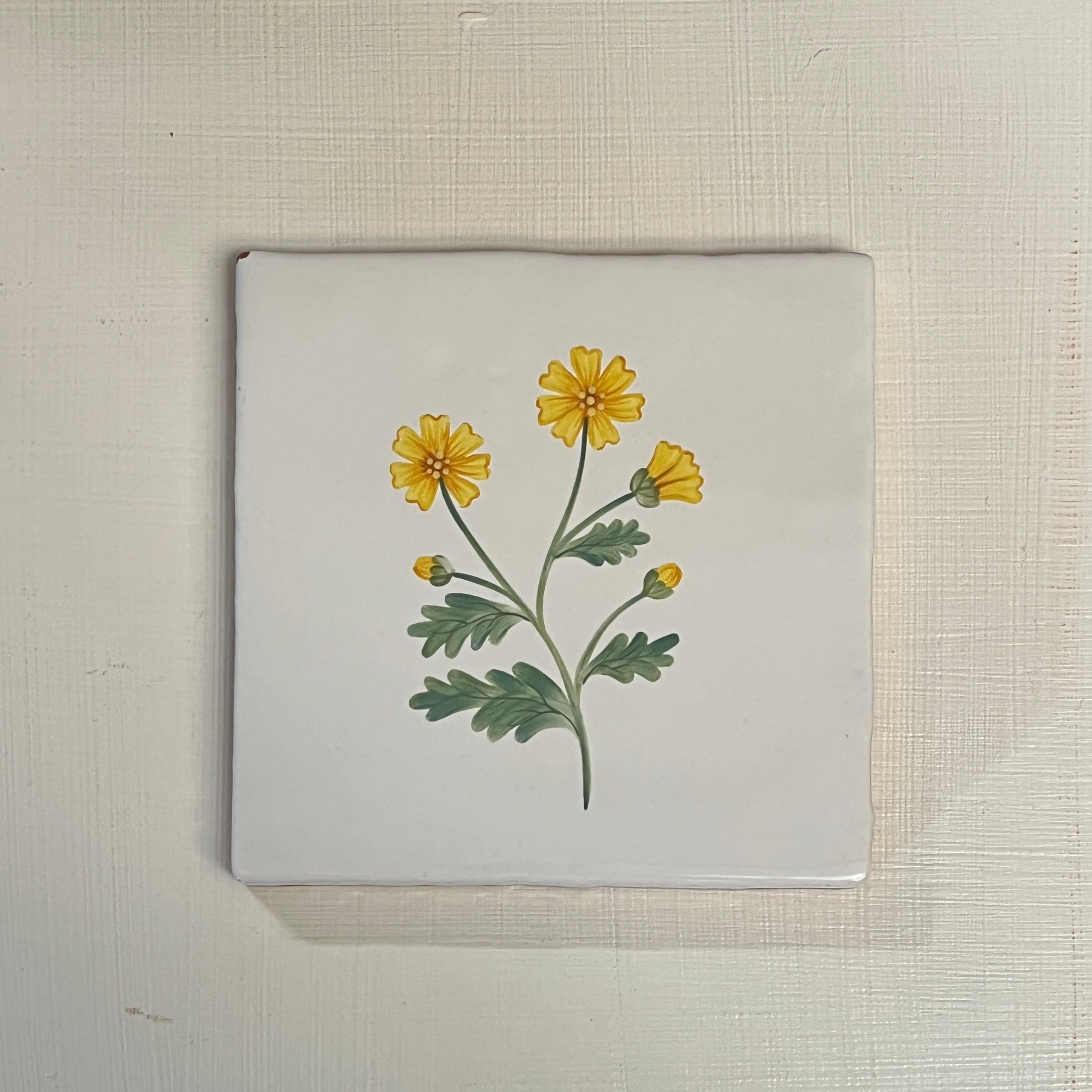 Seconds - Cornish Meadow Marigold