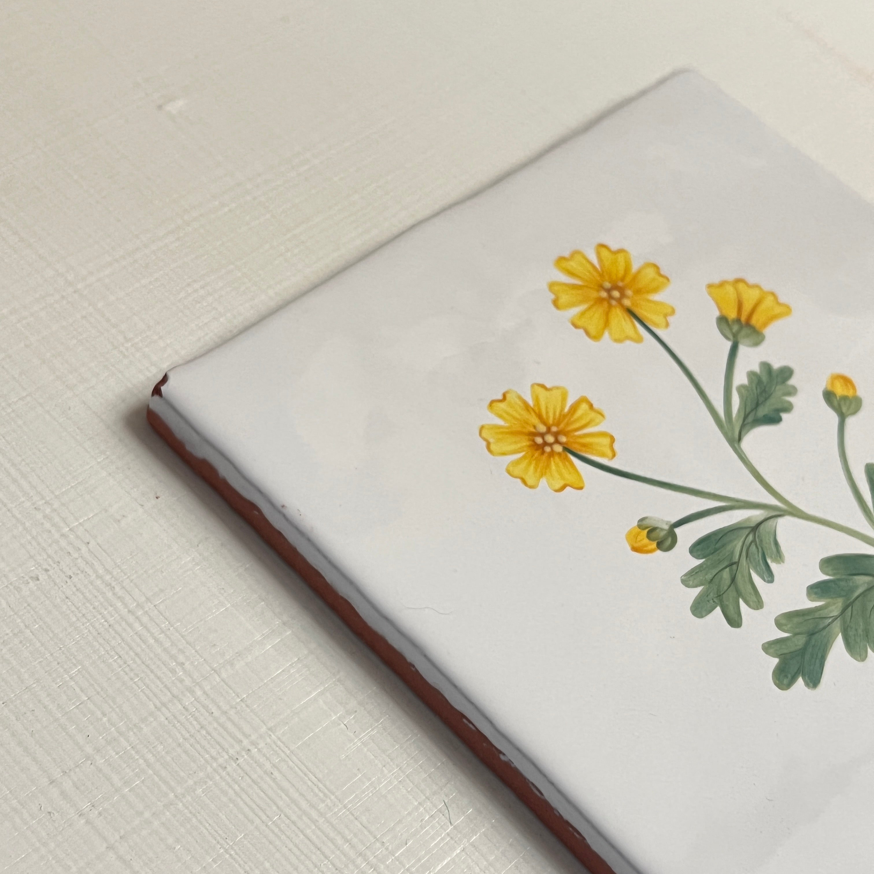 Seconds - Cornish Meadow Marigold
