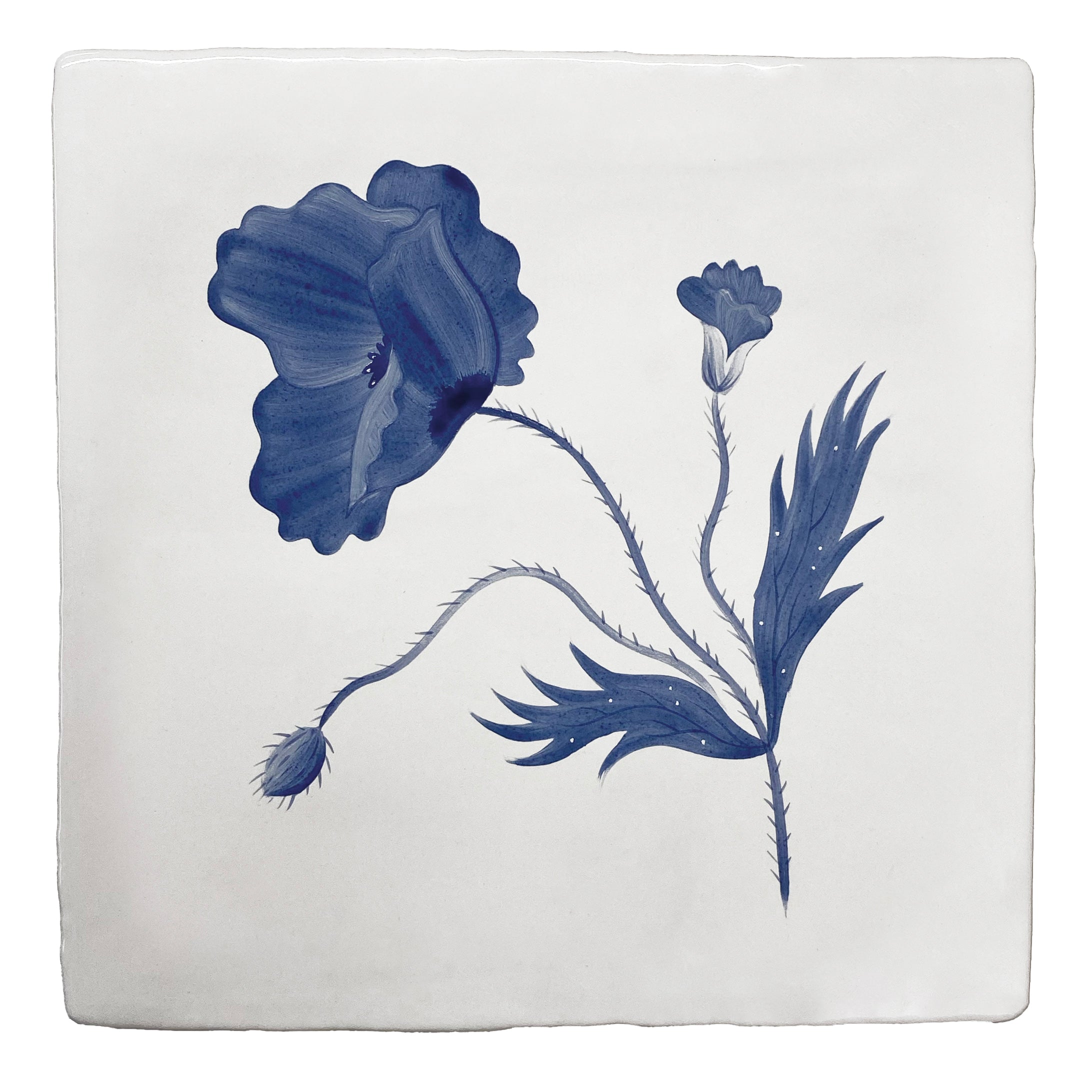 Cornish Meadow Poppy in Blue