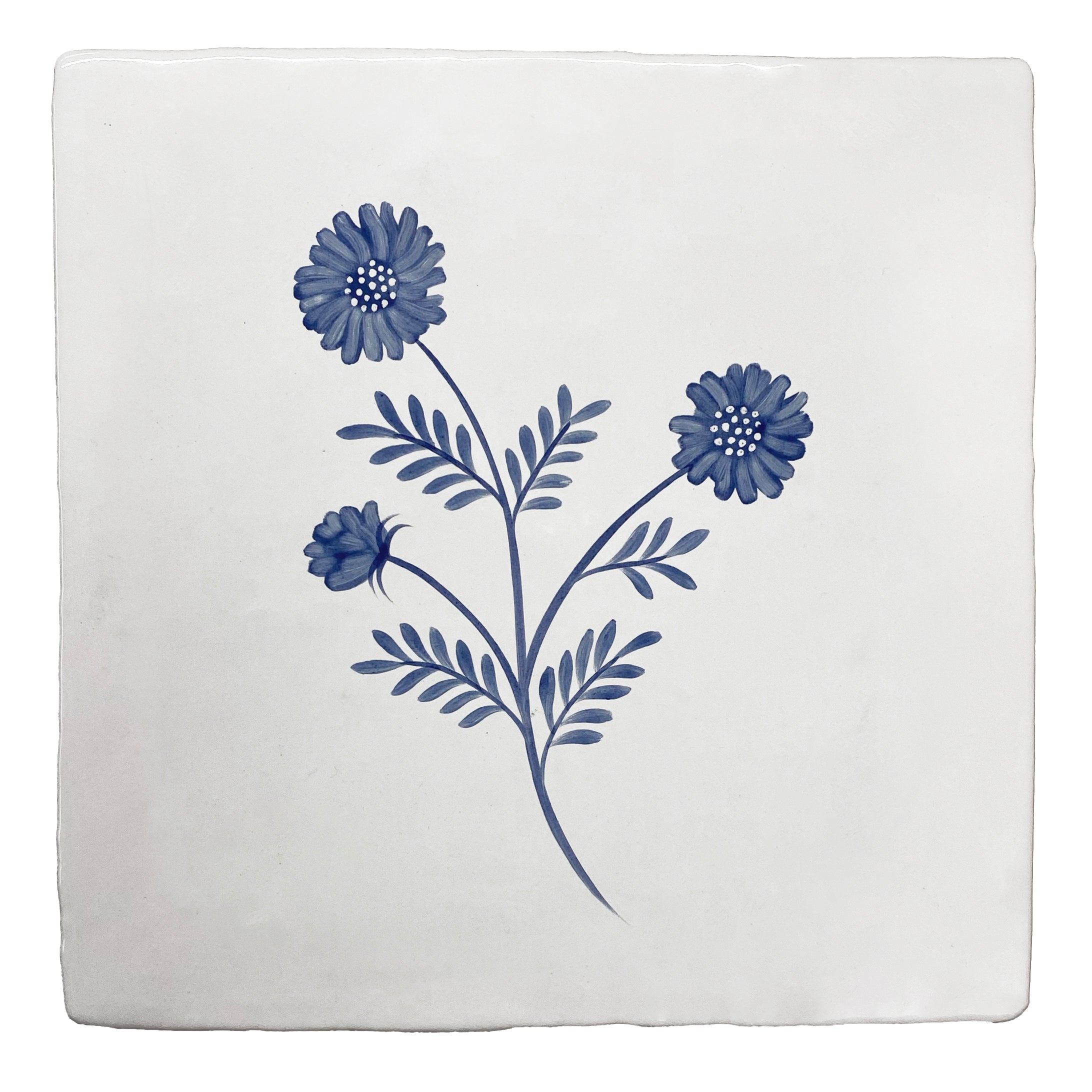 Cornish Meadow Scabious in Blue