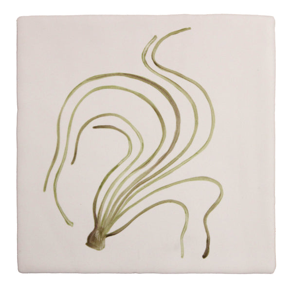 Sea Spaghetti Seaweed