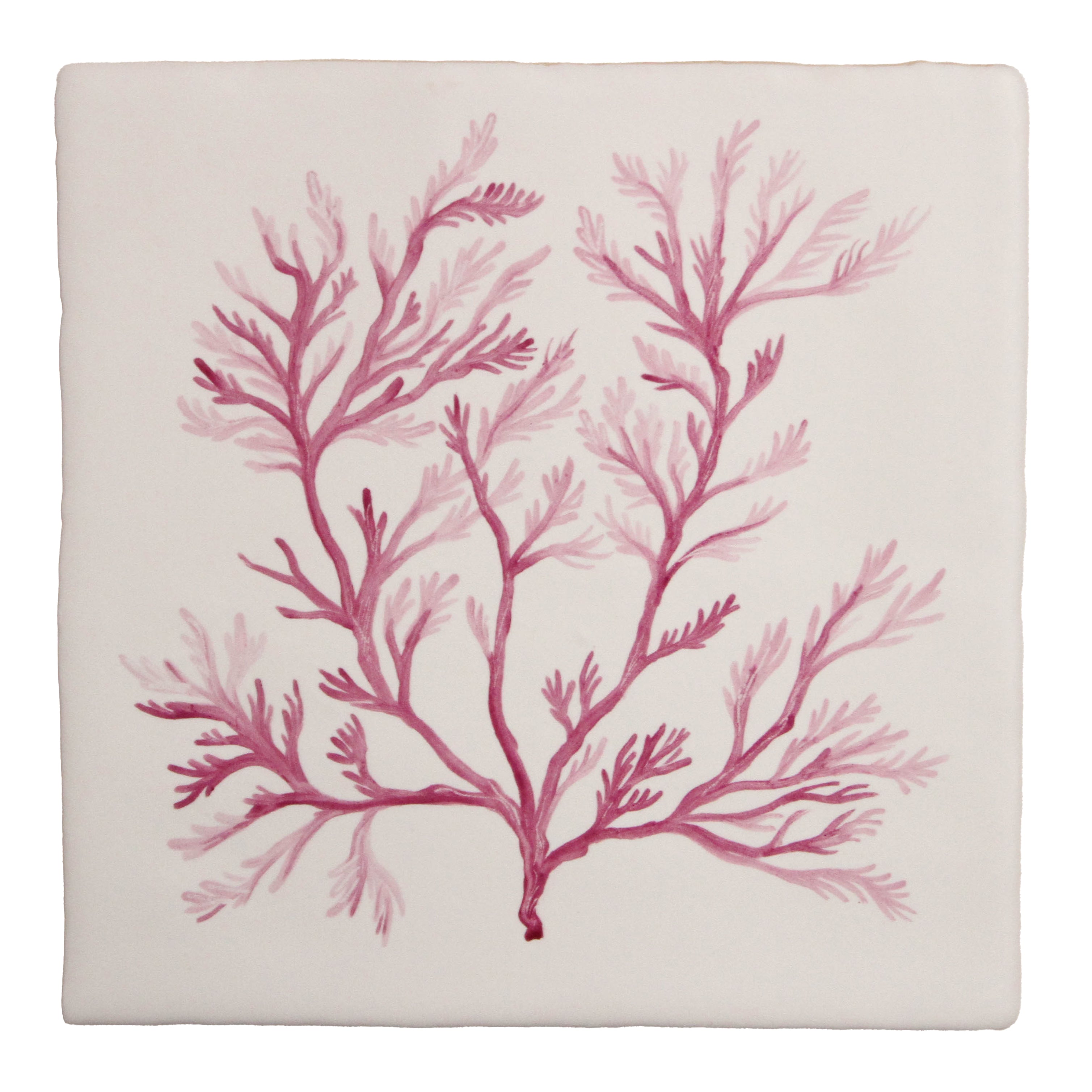 Soft Feather Seaweed